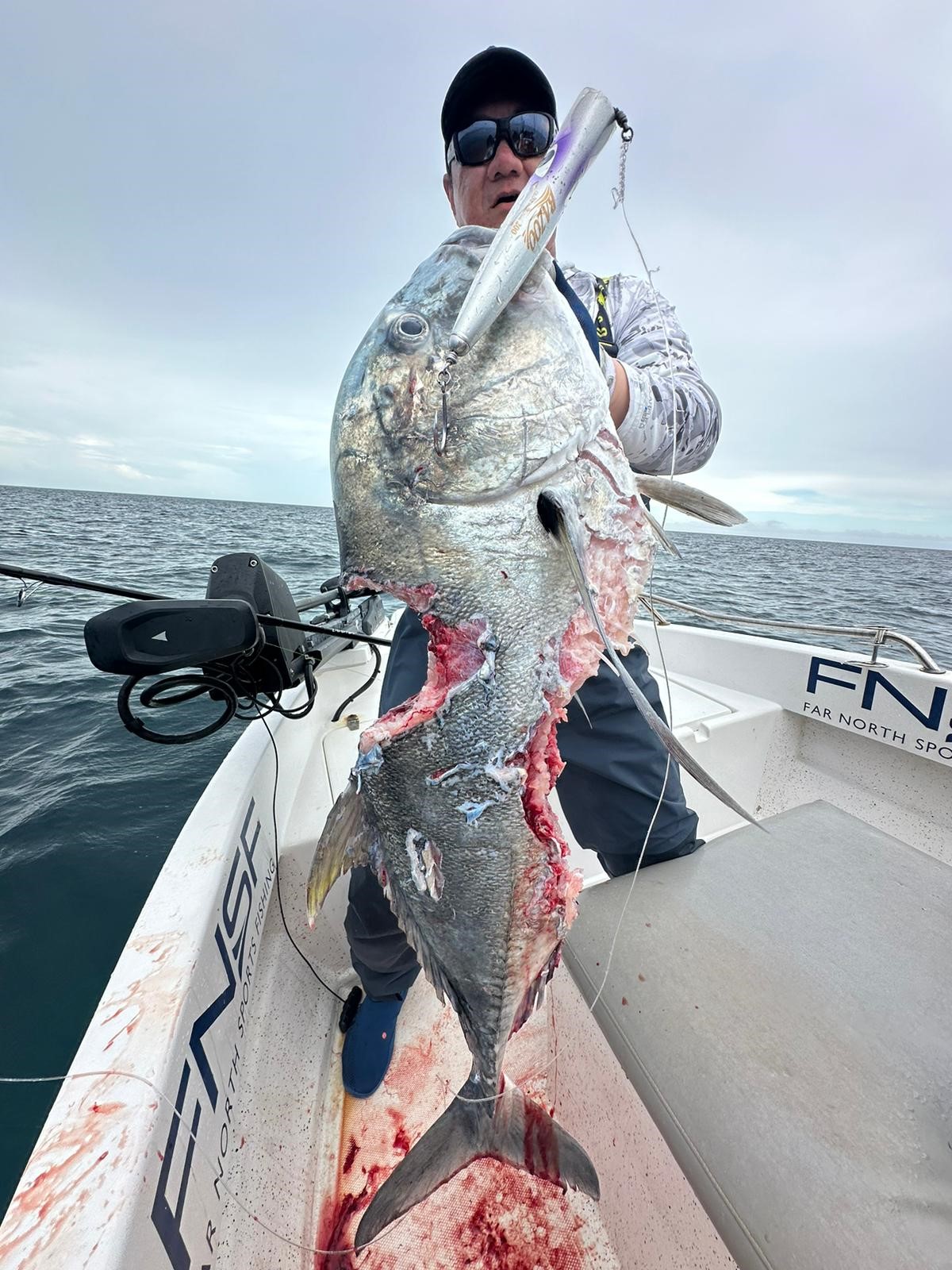 Shark bites taken out of Giant Trevally at Great Barrier Reef