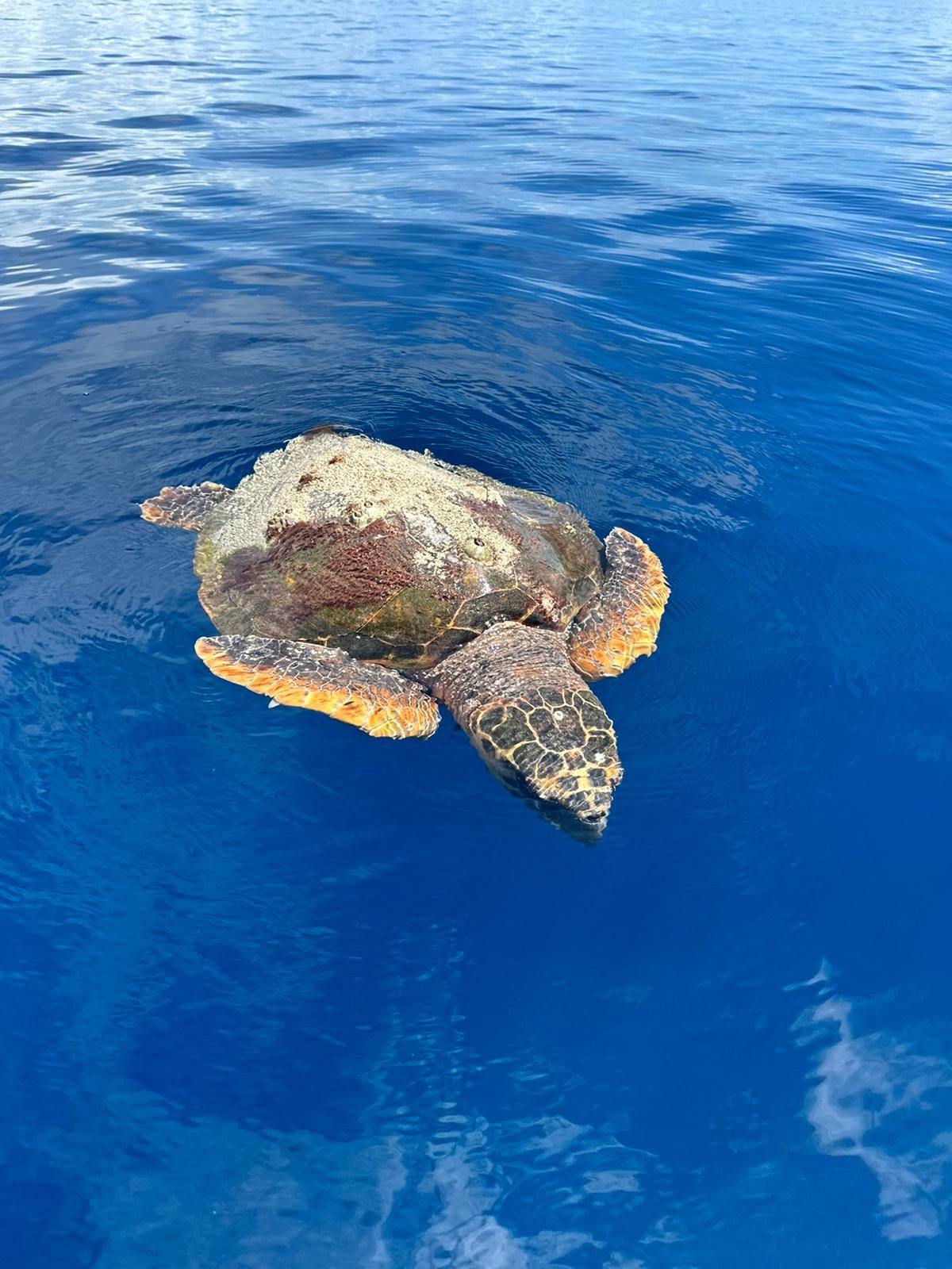 Green turtle Great Barrier Reef